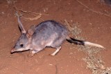 Bilby in SA Bilby in SA